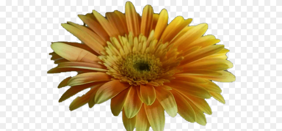 Barberton Daisy, Flower, Petal, Plant, Anther Png Image