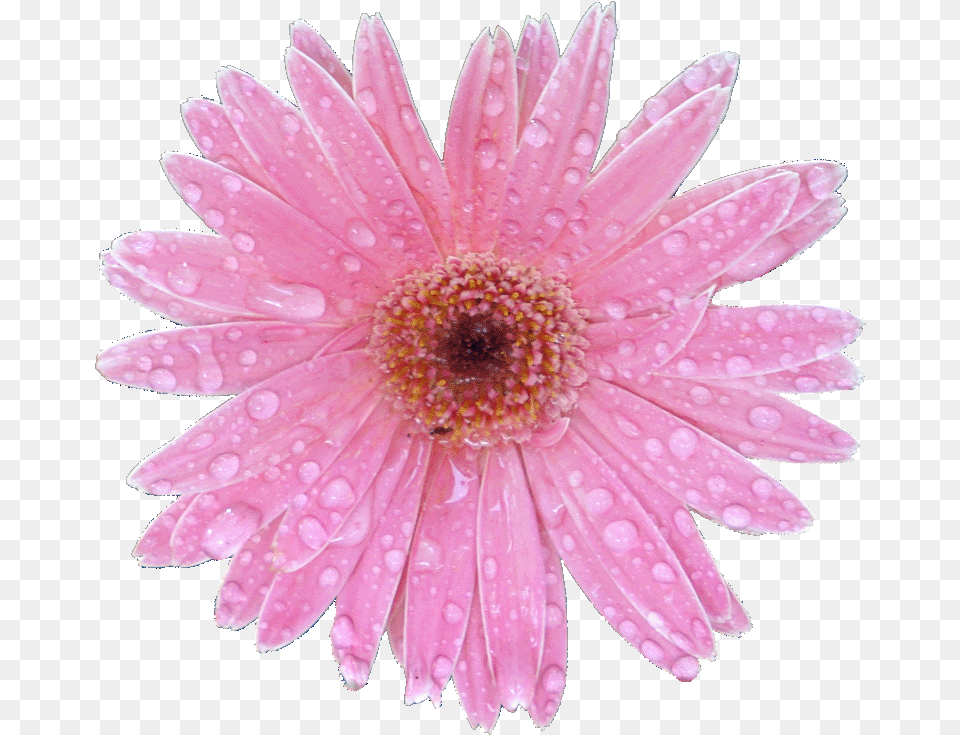 Barberton Daisy, Flower, Petal, Plant, Dahlia Png Image