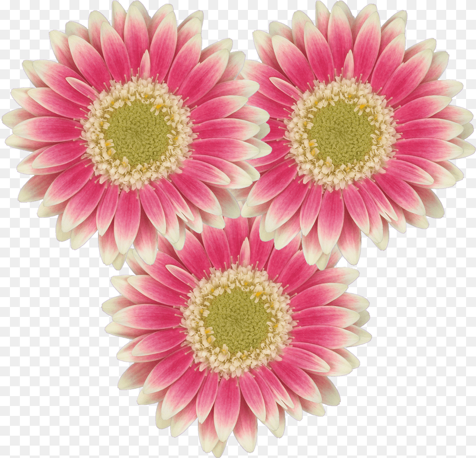 Barberton Daisy, Dahlia, Flower, Petal, Plant Png Image