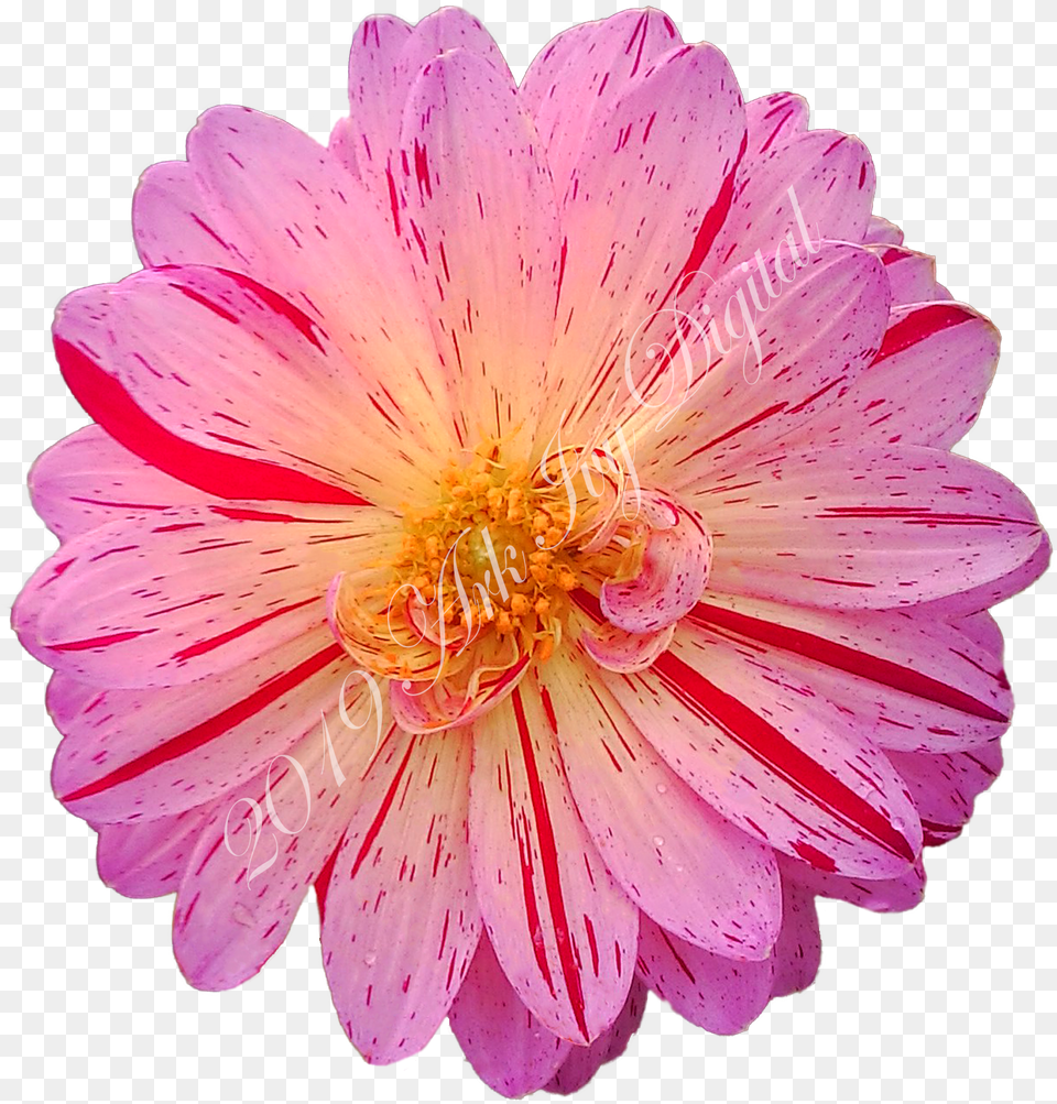 Barberton Daisy, Dahlia, Flower, Petal, Plant Png