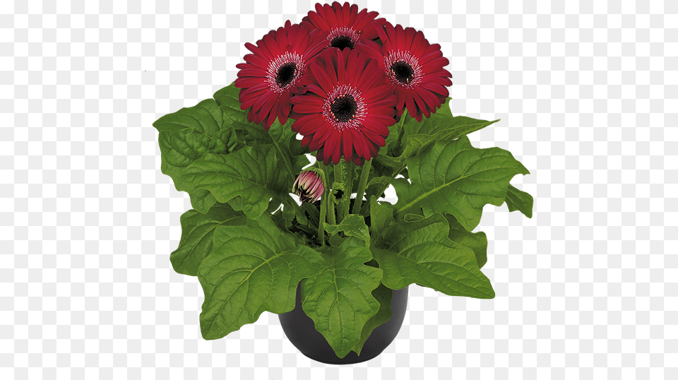 Barberton Daisy, Flower, Flower Arrangement, Plant, Flower Bouquet Png Image