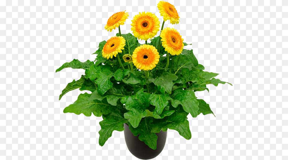 Barberton Daisy, Flower, Flower Arrangement, Plant, Potted Plant Png Image