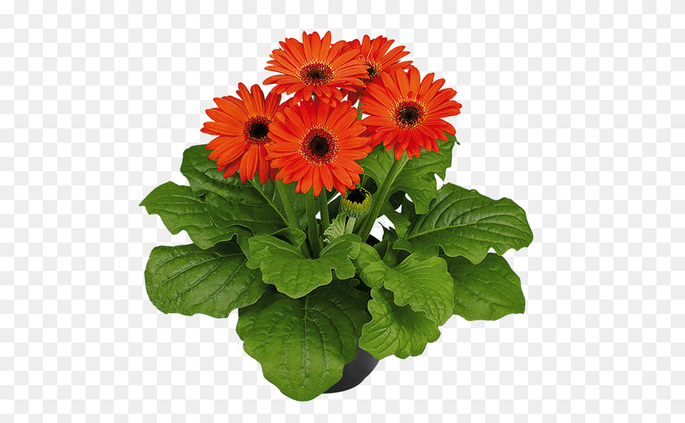 Barberton Daisy, Flower, Flower Arrangement, Flower Bouquet, Plant Png Image