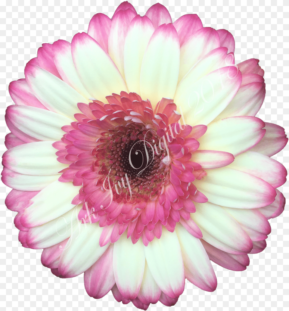 Barberton Daisy Free Png Download