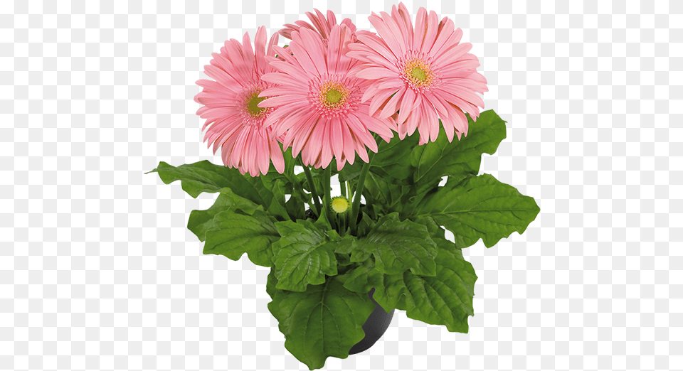 Barberton Daisy, Flower, Flower Arrangement, Plant, Flower Bouquet Free Png Download