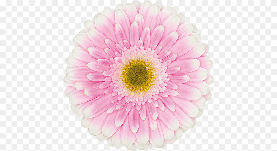 Barberton Daisy, Dahlia, Flower, Petal, Plant Free Png Download