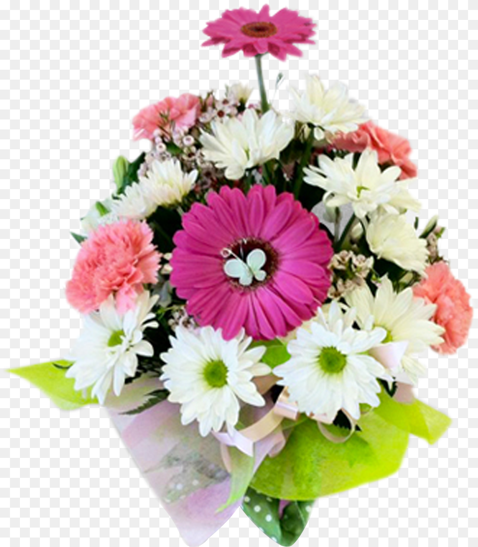 Barberton Daisy, Plant, Flower Bouquet, Flower Arrangement, Flower Png