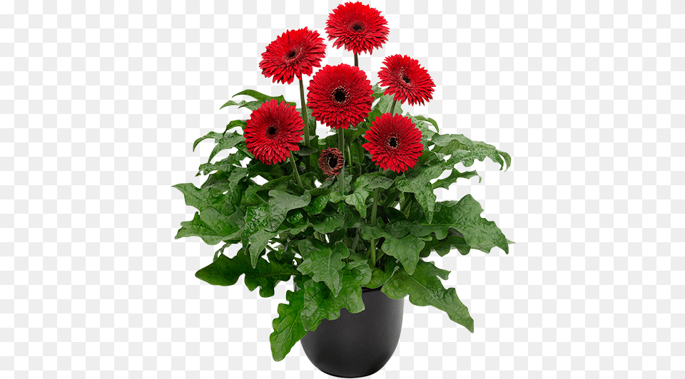 Barberton Daisy, Dahlia, Flower, Flower Arrangement, Plant Png