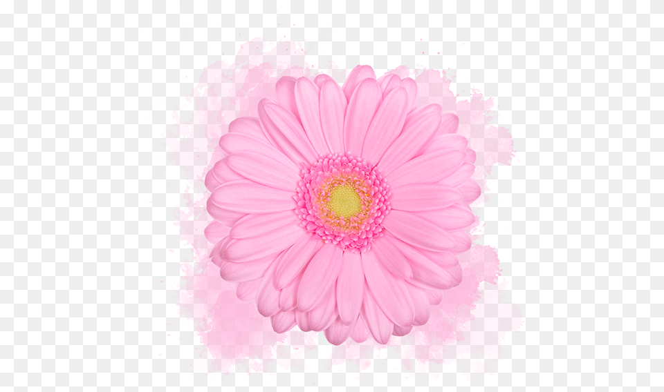 Barberton Daisy, Dahlia, Flower, Plant, Anemone Png