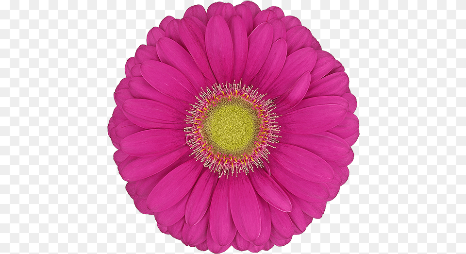 Barberton Daisy, Anemone, Anther, Dahlia, Flower Free Transparent Png