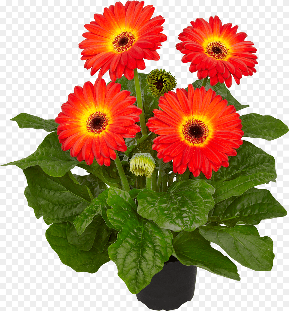 Barberton Daisy, Flower, Flower Arrangement, Flower Bouquet, Plant Free Png Download