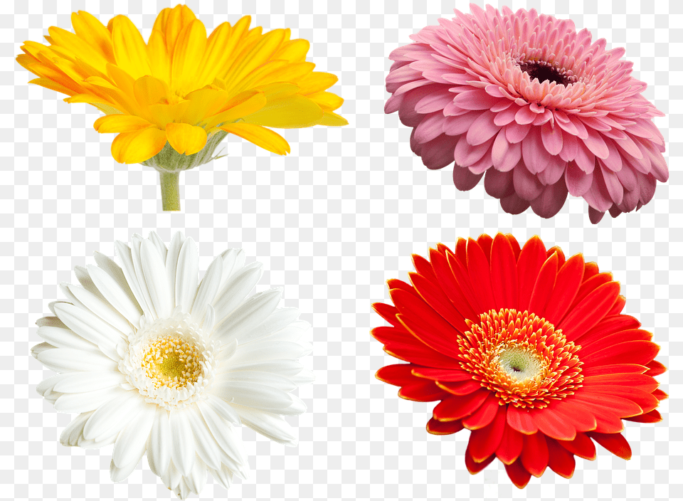 Barberton Daisy, Dahlia, Flower, Petal, Plant Free Png