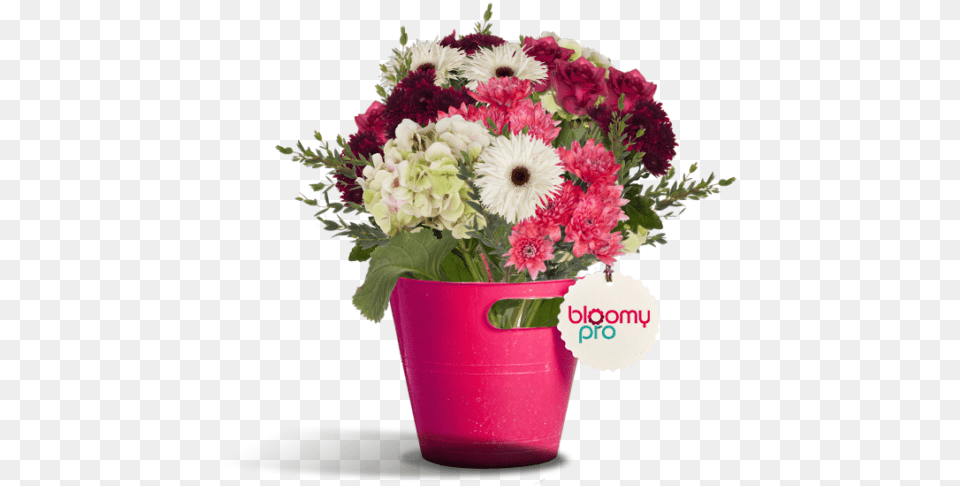 Barberton Daisy, Flower, Flower Arrangement, Flower Bouquet, Plant Png