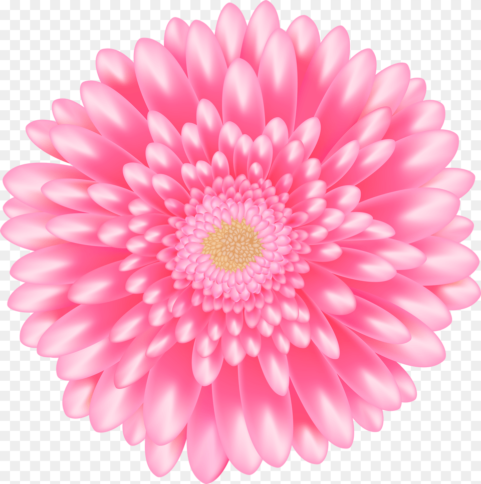 Barberton Daisy Clipart Flower Pink Free Png Download