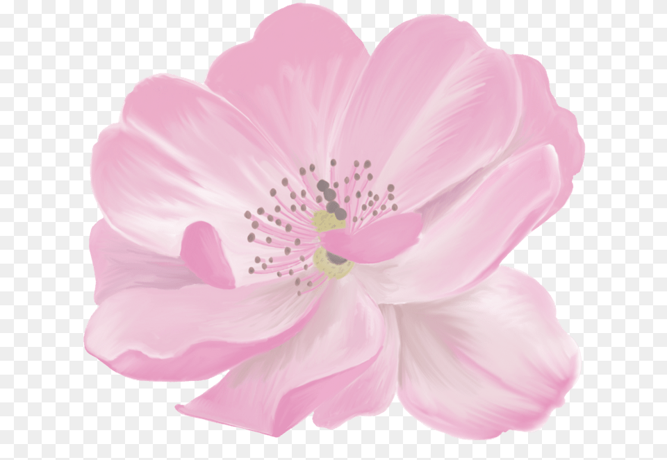 Barberton Daisy Anemone, Anther, Flower, Petal Free Png Download