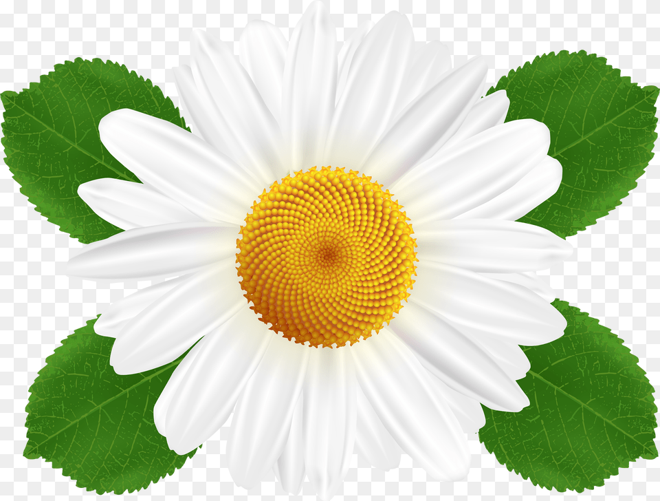 Barberton Daisy Mayweed Chamomileclip Art Common Daisy White Daisy Flower Free Transparent Png