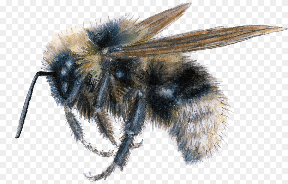 Barbut S Cuckoo Bumblebee Honeybee, Animal, Apidae, Bee, Insect Free Png