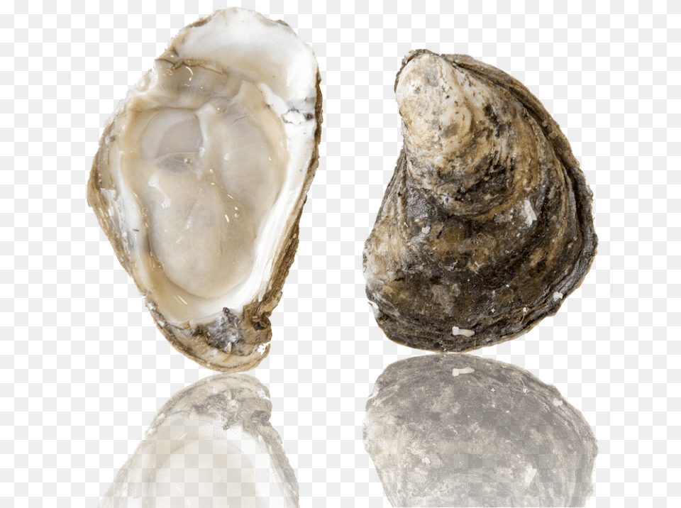 Barcat Oysters, Animal, Seafood, Sea Life, Invertebrate Png Image