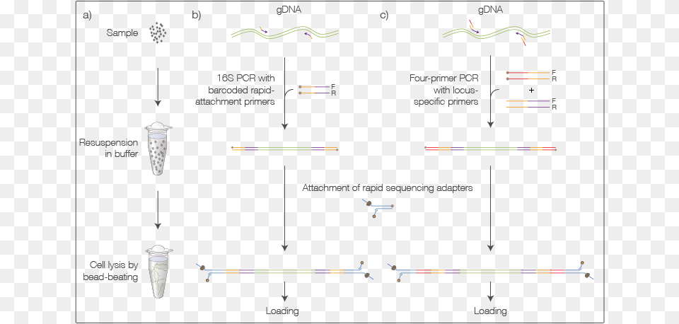 Barcode Of Life Diagram, Chart, Plot, Light Free Png Download