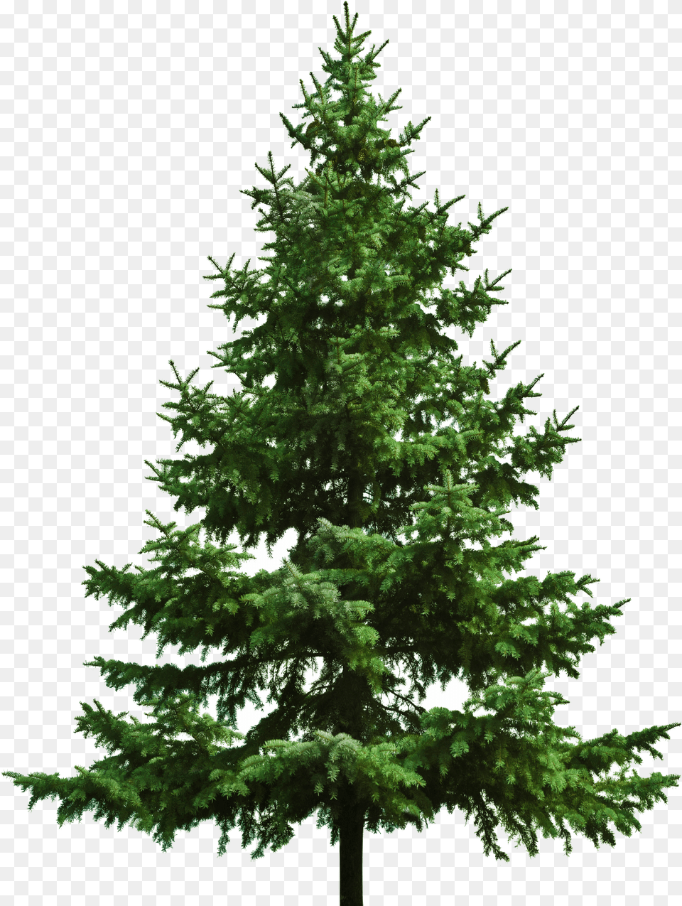 Bare Christmas Tree Pine Tree Transparent Background, Fir, Plant, Conifer Free Png Download
