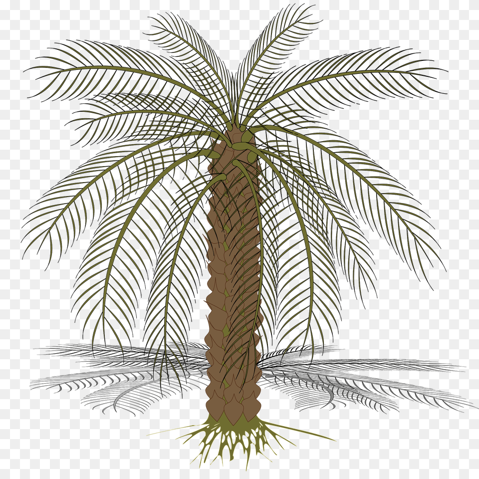 Bare Palm Tree Clipart, Palm Tree, Plant Png Image