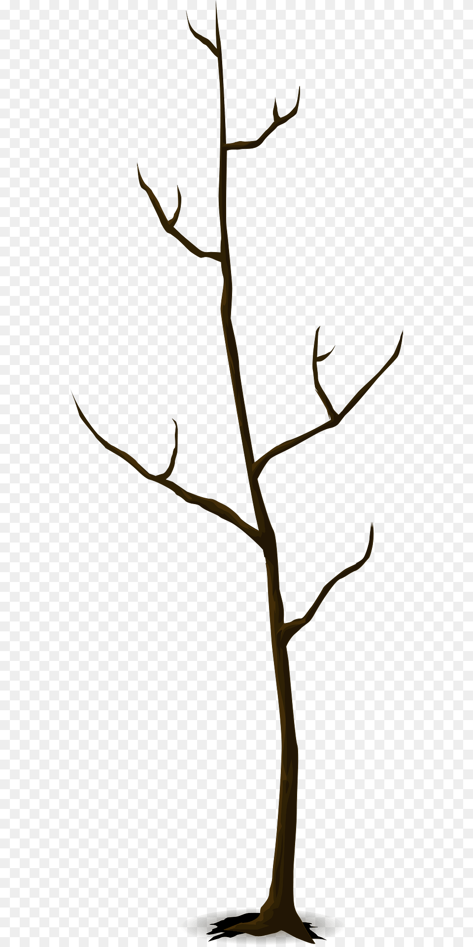 Bare Tall Tree Clipart, Plant Free Transparent Png