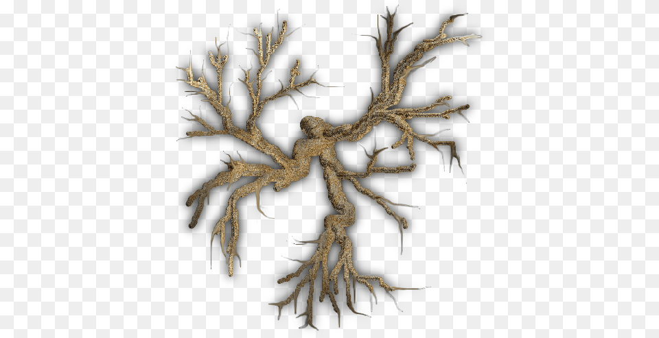 Bare Tree, Wood, Plant, Root Png Image