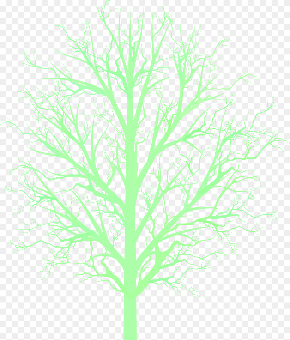 Bare Tree Branc Darkness, Plant, Pattern, Accessories, Fractal Free Transparent Png