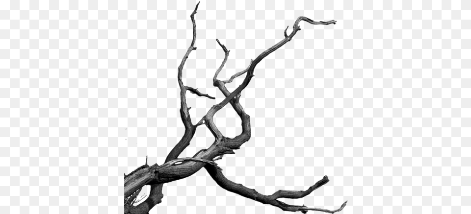Bare Tree Branch, Wood, Driftwood Free Transparent Png