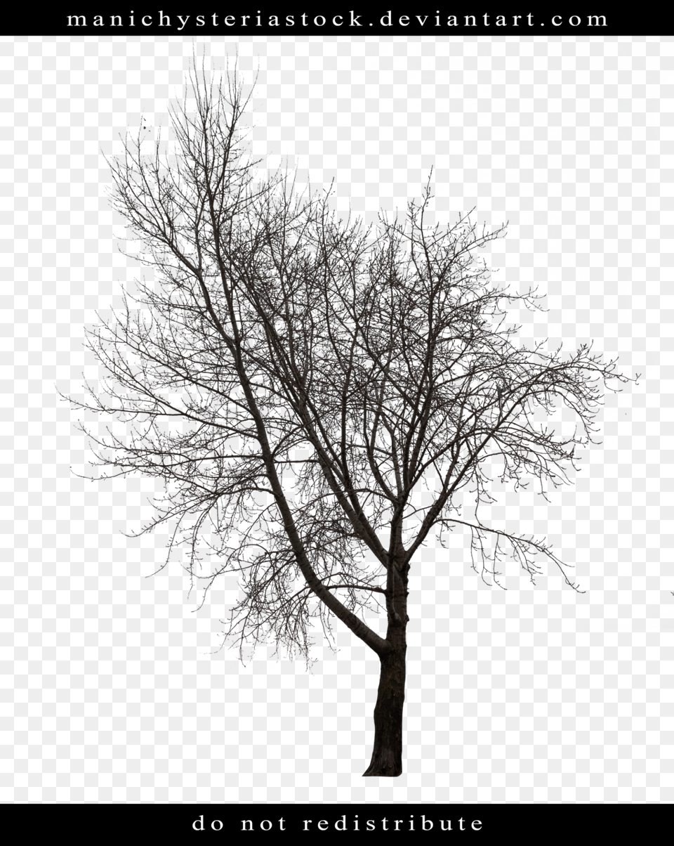 Bare Tree Cut Out, Nature, Night, Outdoors, Plant Free Png