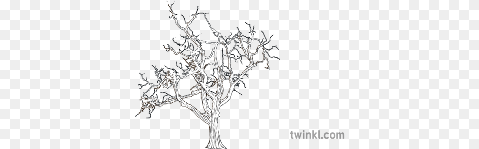 Bare Tree Foliage Winter Mps Ks2 Bw Rgb Illustration Line Art, Plant, Potted Plant, Chandelier, Lamp Free Png
