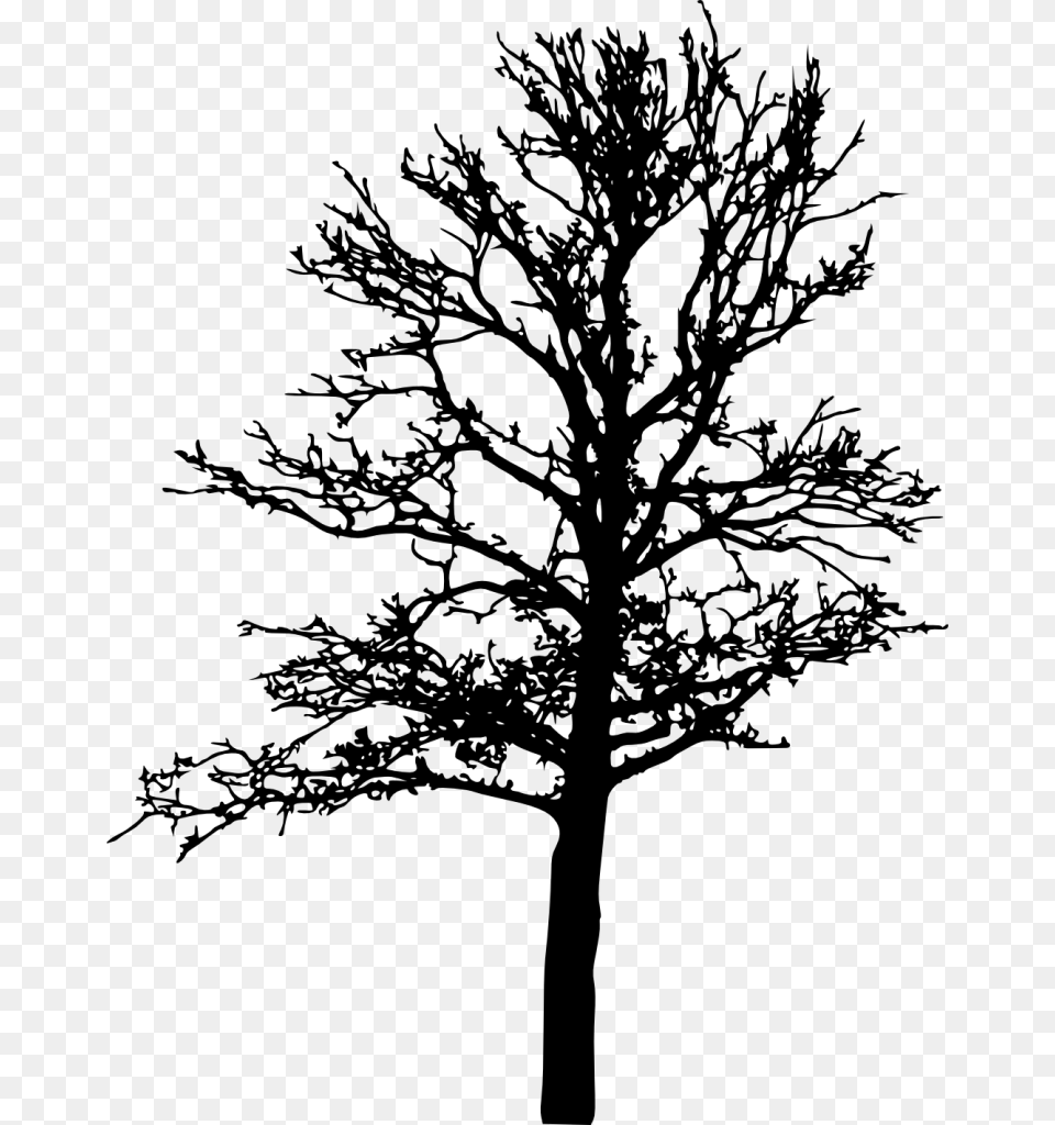 Bare Tree Silhouette, Gray Png