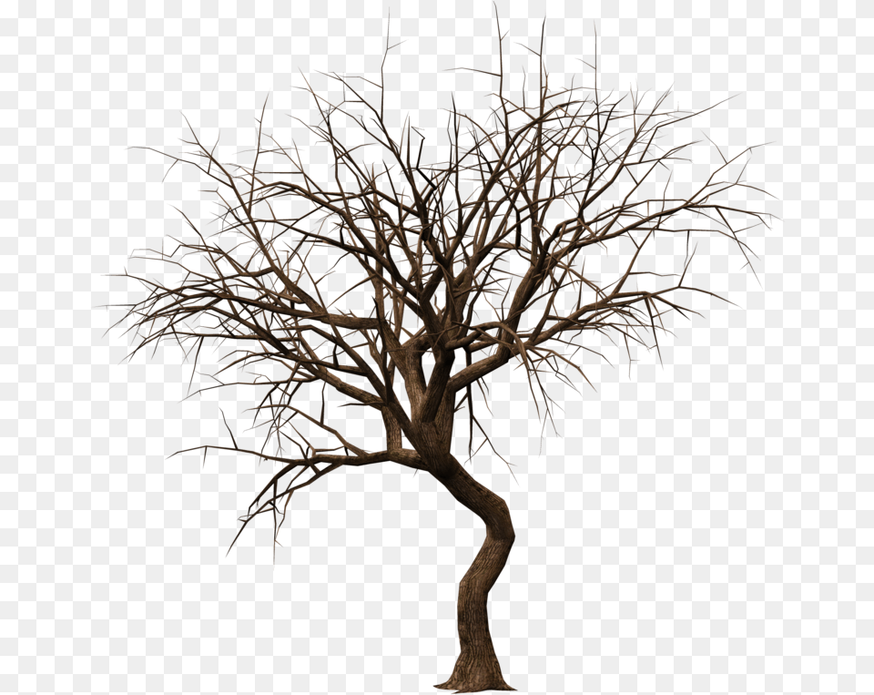 Bare Tree Silhouette, Plant, Potted Plant, Tree Trunk, Wood Free Png