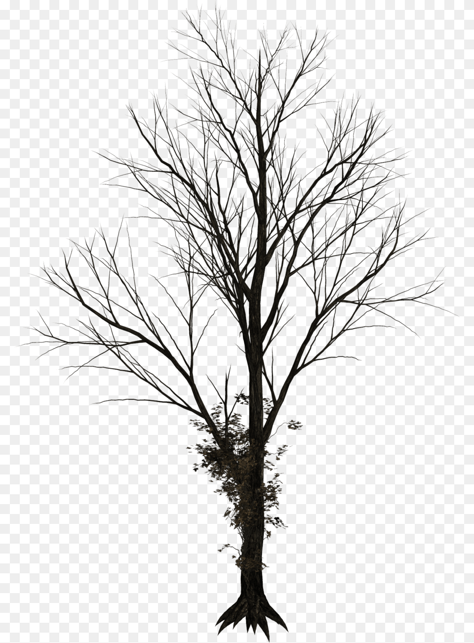 Bare Tree Silhouette Winter Tree, Plant, Nature, Outdoors, Weather Free Transparent Png