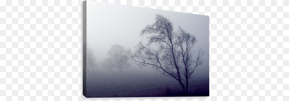 Bare Trees In Thick Fog Peak District National Park Supplier Generic Bare Trees In Thick Fog Peak District, Mist, Nature, Outdoors, Weather Free Png