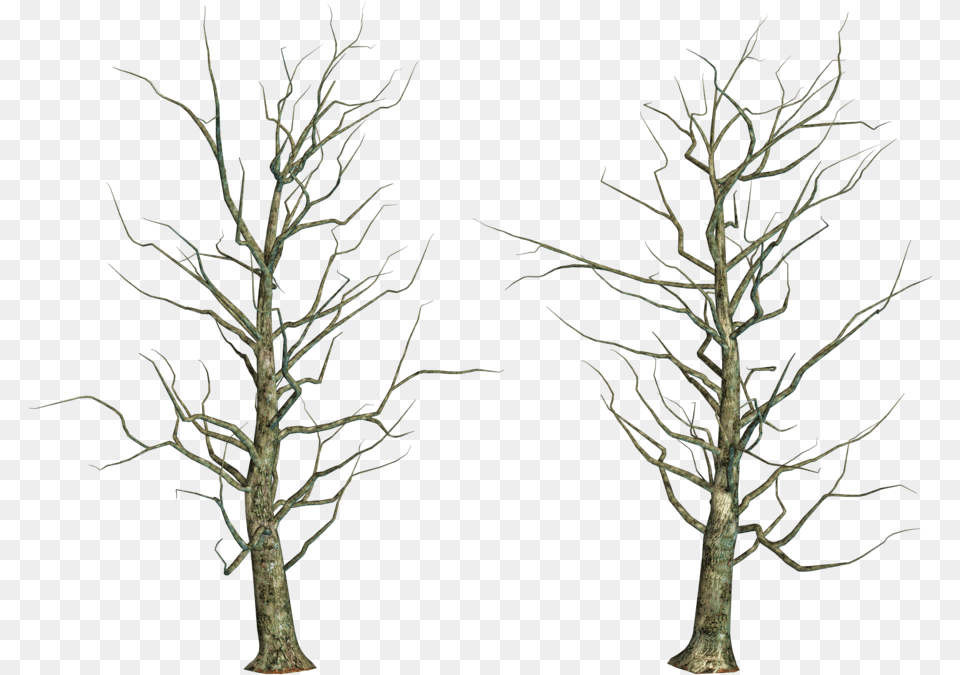 Bare Trees Pond Pine, Oak, Plant, Sycamore, Tree Png