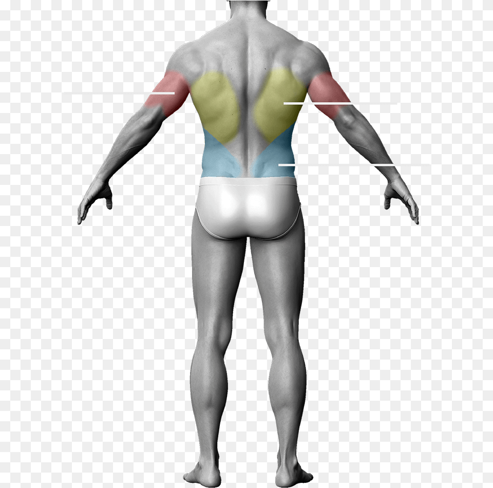 Barechested, Back, Body Part, Person, Adult Free Png Download