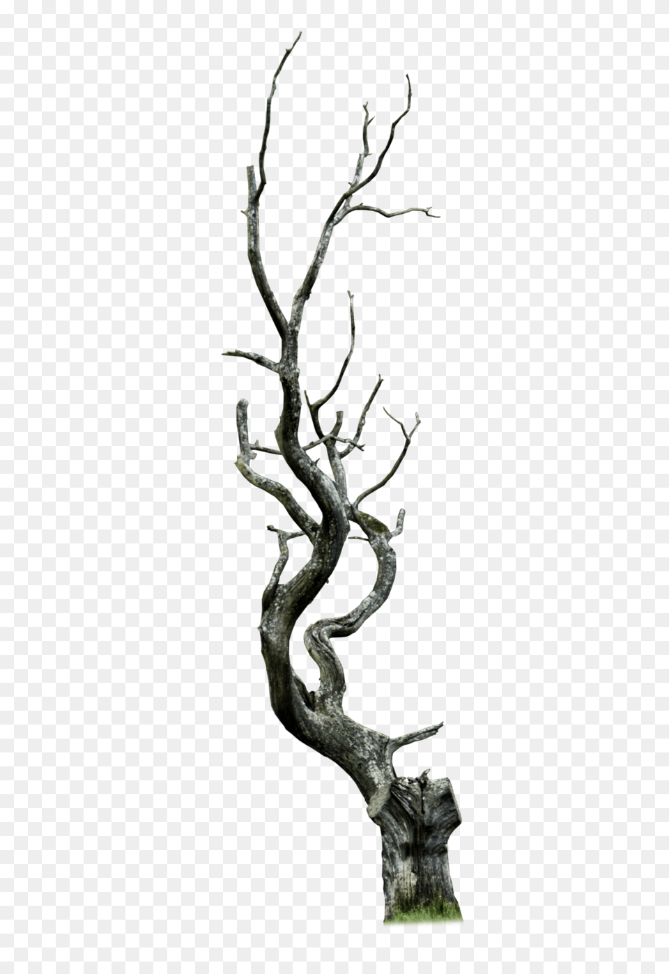 Baredead Trees, Plant, Tree, Wood, Tree Trunk Png
