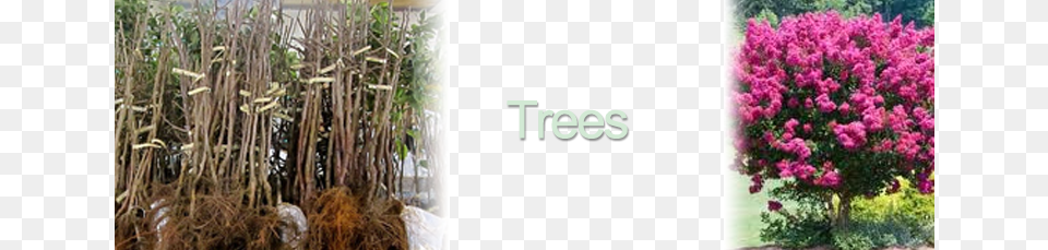 Bareroot Trees 5 Privet Bare Root, Flower, Plant, Vegetation, Tree Free Png Download