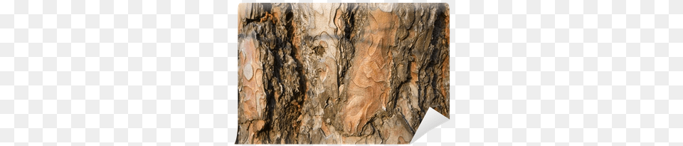 Bark, Plant, Rock, Tree, Tree Trunk Free Transparent Png