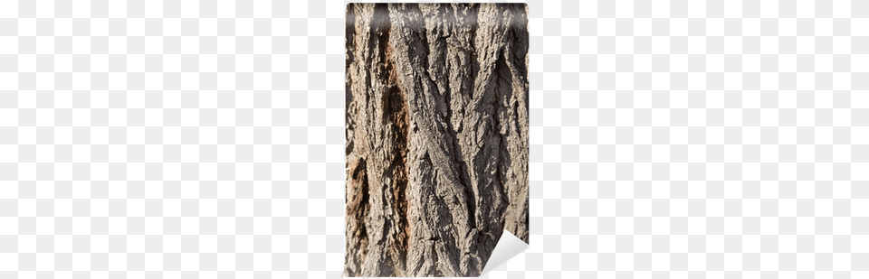 Bark, Plant, Tree, Tree Trunk Png Image