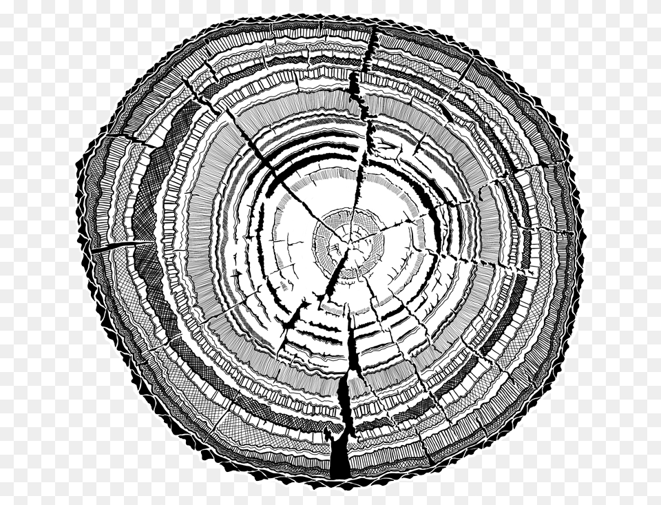 Bark Drawing Mbuti Black And White Tree Ring Transparent, Plant, Machine, Wheel Png