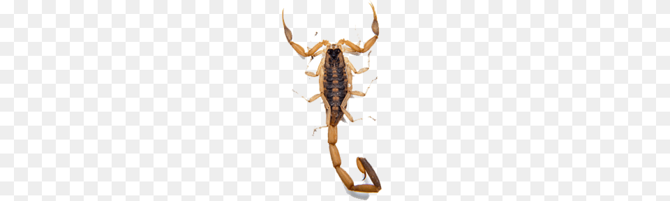 Bark Scorpion, Animal, Invertebrate Free Png Download