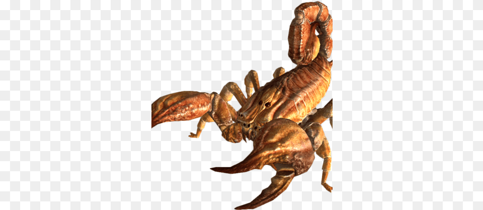 Bark Scorpion Bark Scorpion, Animal, Insect, Invertebrate Png
