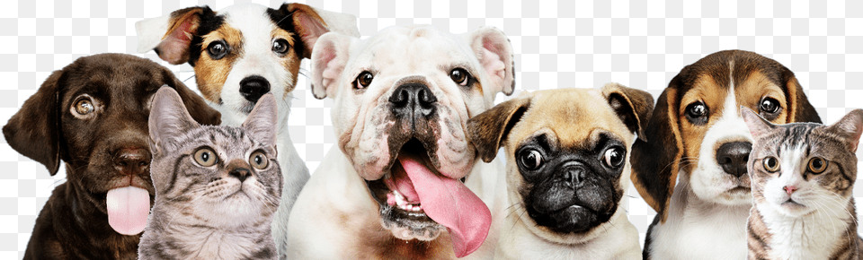 Barking Dogs, Animal, Canine, Dog, Mammal Free Transparent Png