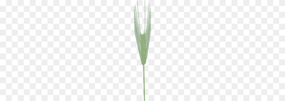 Barley Grass, Plant, Agropyron, Weapon Free Transparent Png