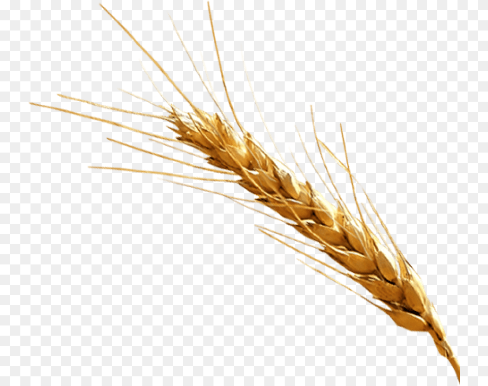 Barley, Food, Grain, Produce, Wheat Png