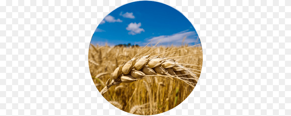 Barley, Food, Grain, Produce, Wheat Free Png