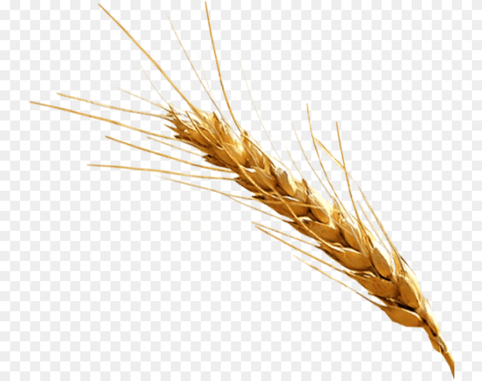Barley, Food, Grain, Produce, Wheat Png Image