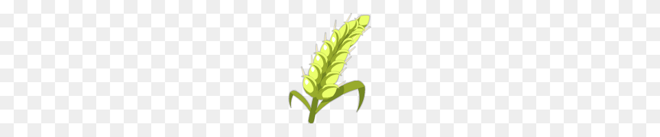 Barley, Green, Leaf, Plant Png